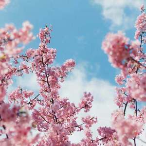 小林杏 无码 蜜桃视频
